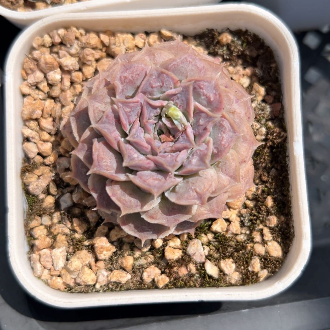 瘤财（满38包邮）多肉