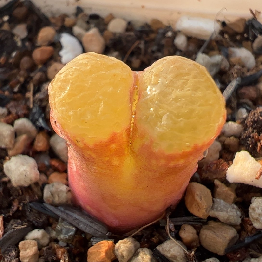 芭比粉多肉植物213