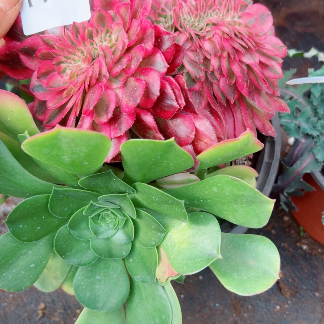 我1413 号多肉法师新年特价倾城