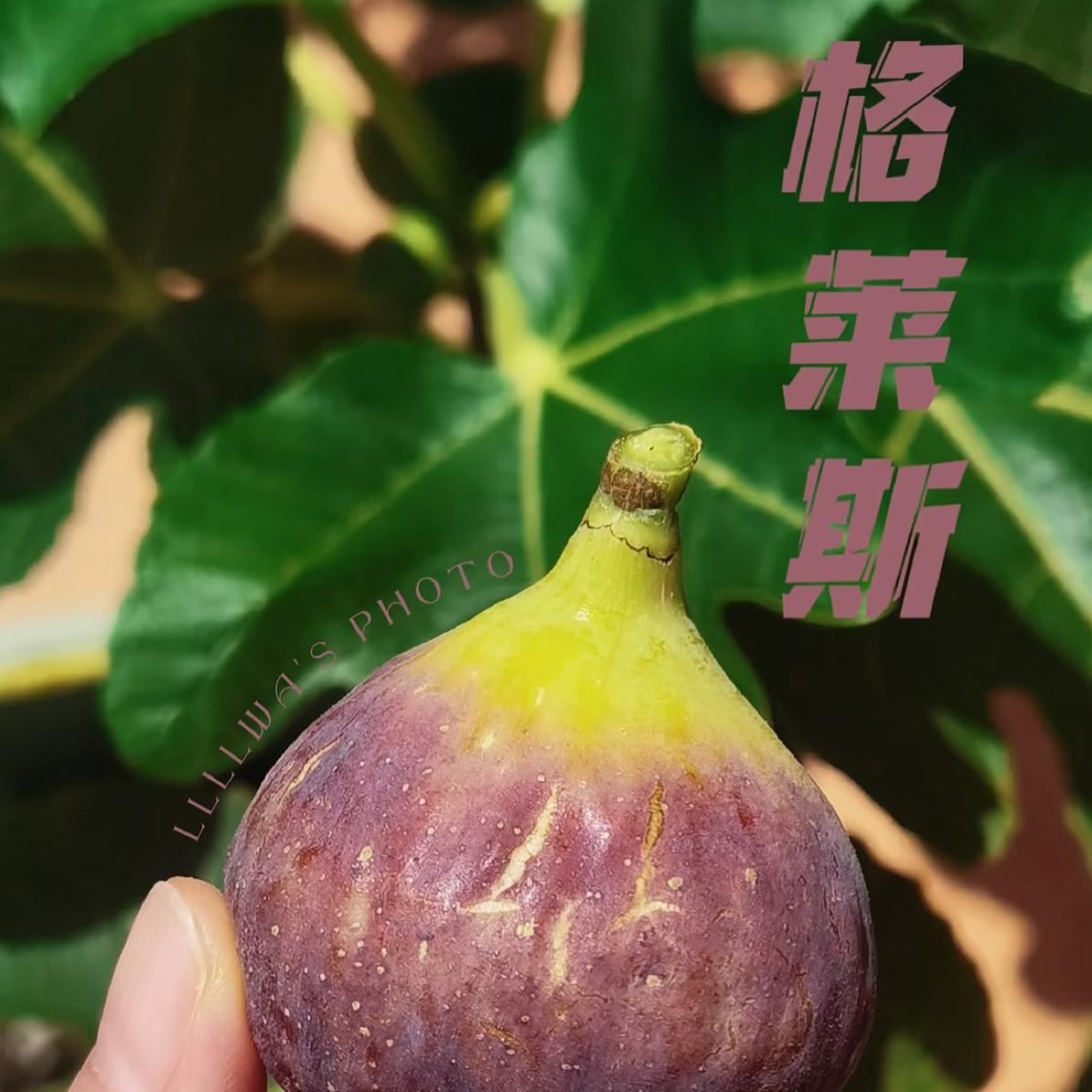 格莱斯 芭劳奈 双拼  无花果当季现摘香甜软糯顺丰包邮水果糖包子