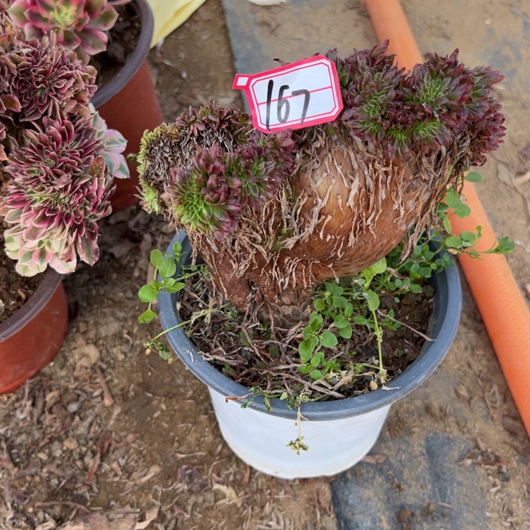 167金丝菊缀化多肉植物