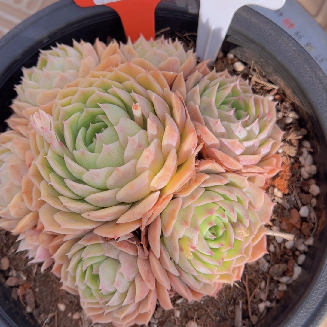 刘*6昂斯诺1629一物一拍