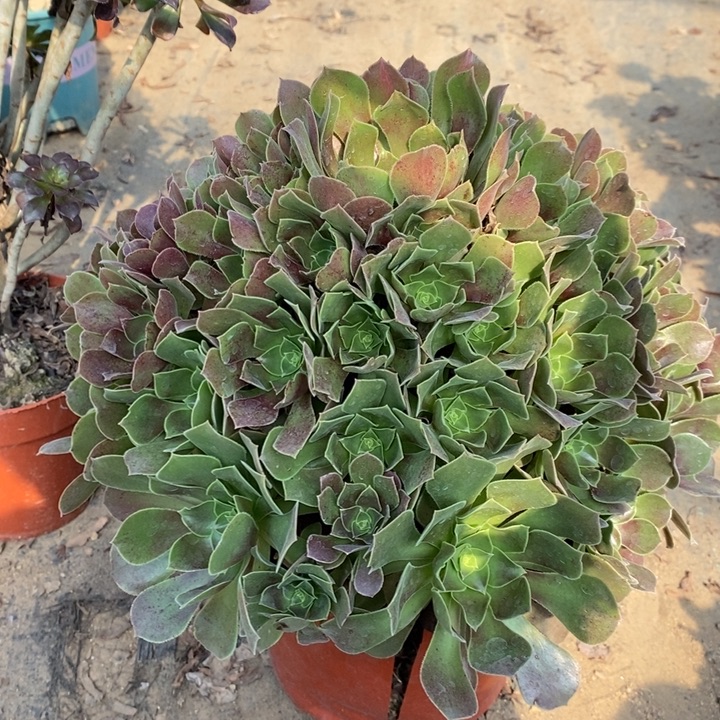 少修116多肉植物法师法师法师