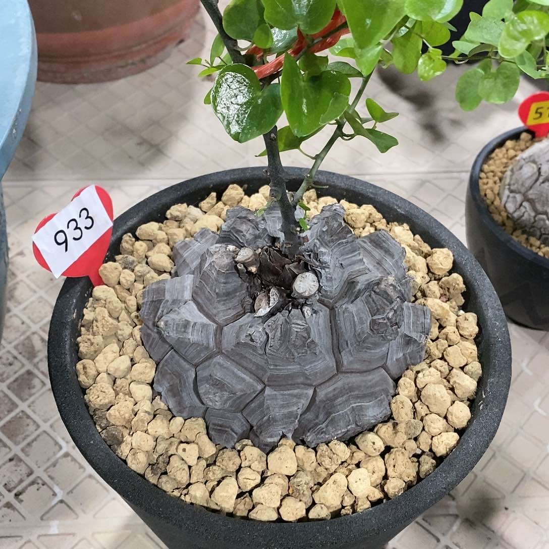 南非龟甲龙龟甲龙