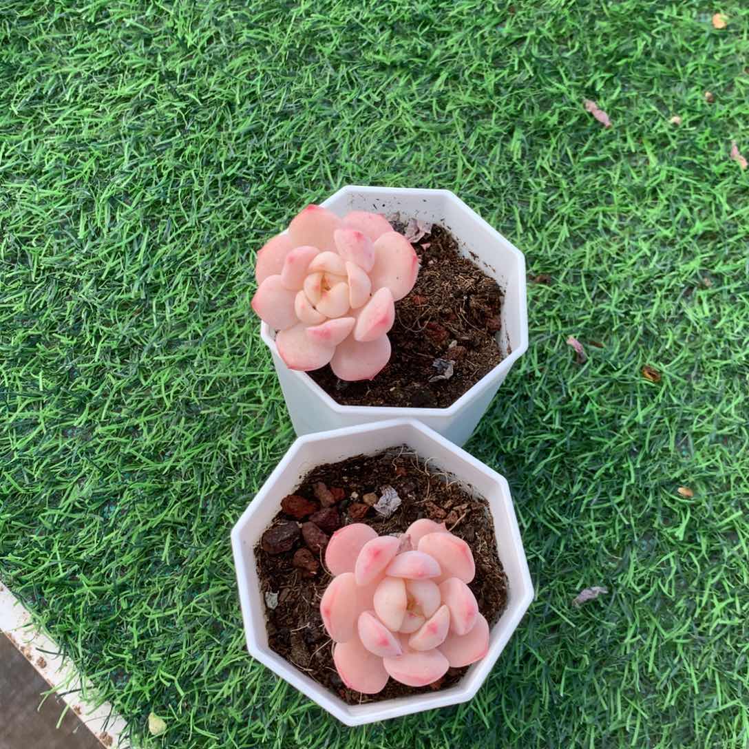 @***@清乾隆四十七四八六