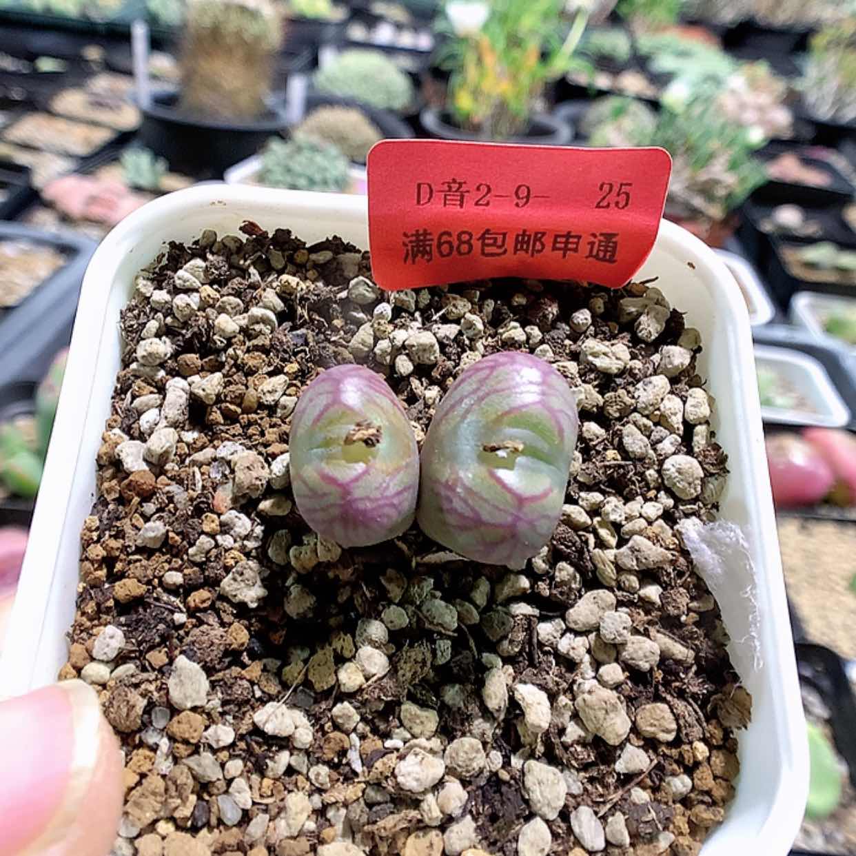 【闪购商品】2-9-25 送奶工多肉一颗特 260