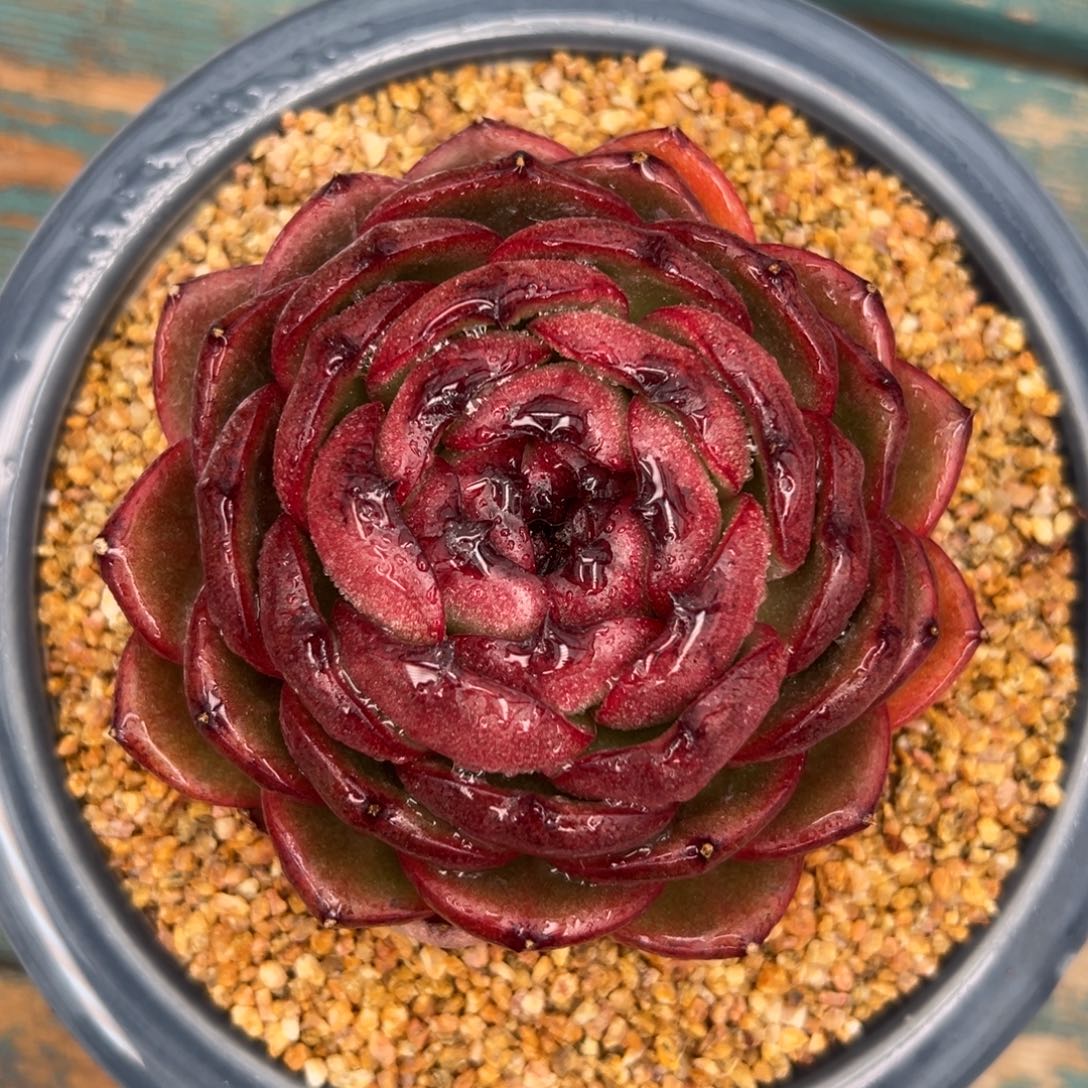 多肉一物一拍0203-血月