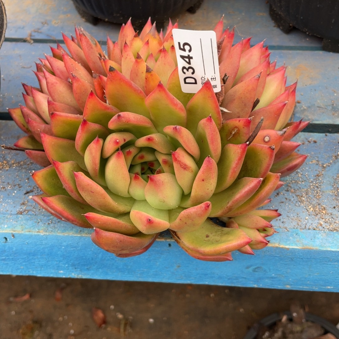 无花朵若如东云组拍D345