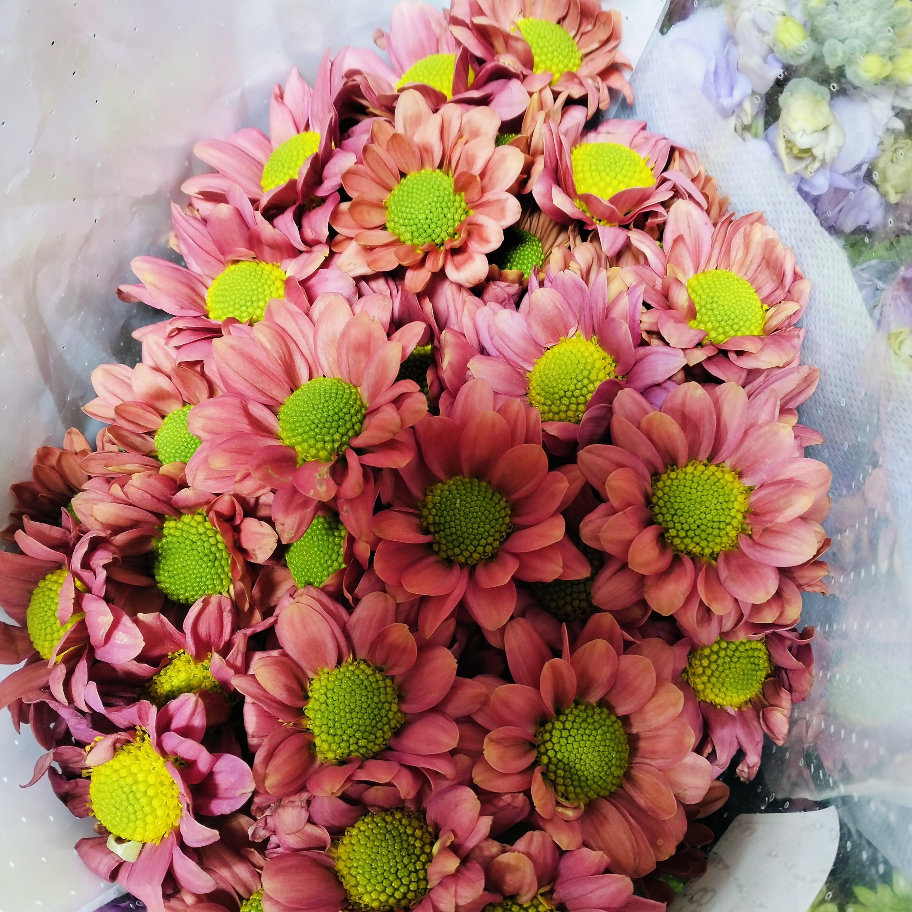 小雏菊香槟色三文鱼