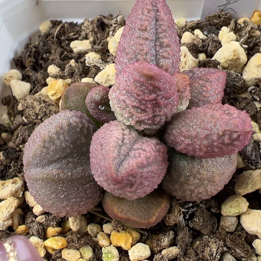 实生新品多肉植物水泡