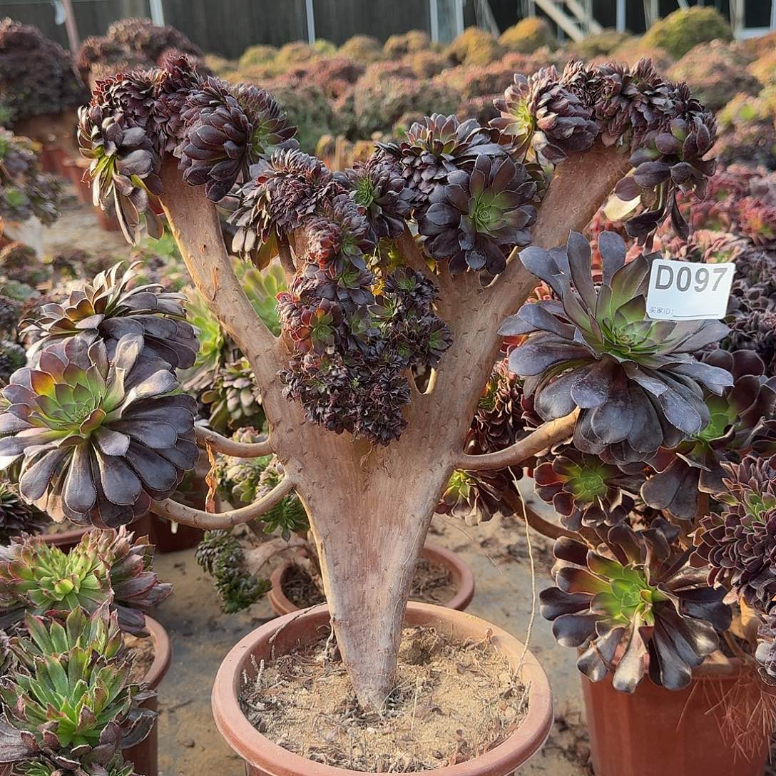 097黑铜壶一颗呀呀