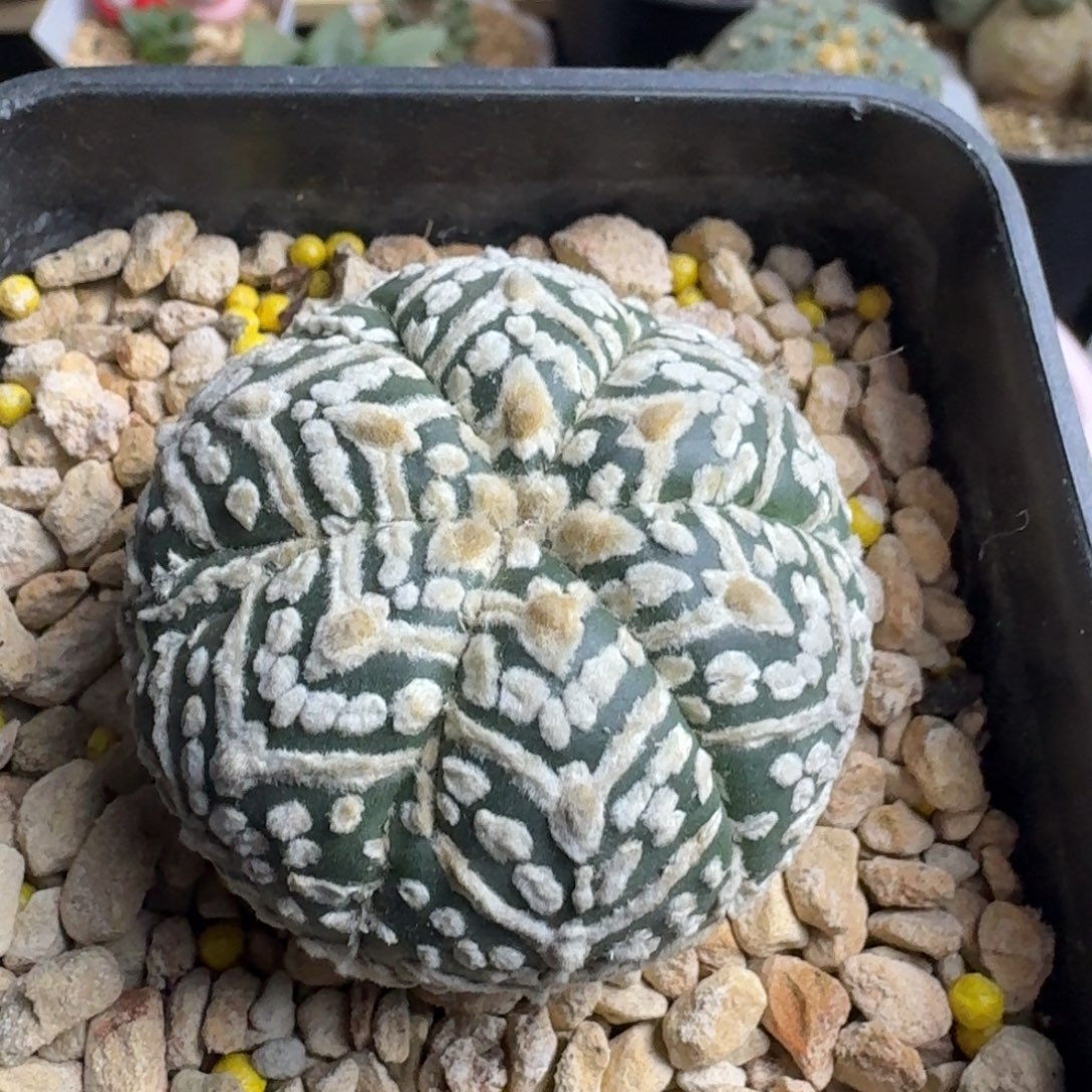 实生兜不退不换仙人球