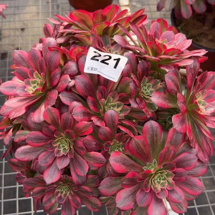 221安娜25厘米左右