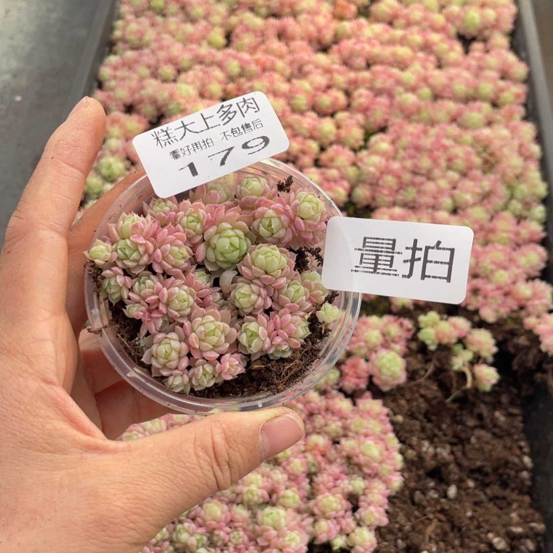 糕大上多肉植物179