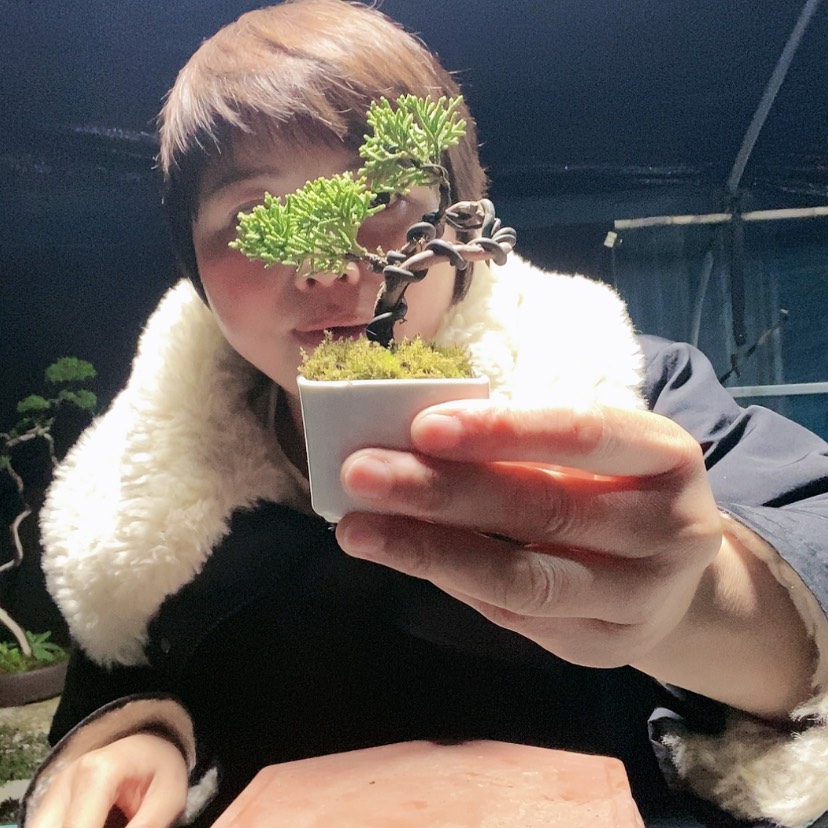 【闪购商品】盆景盆景艺术