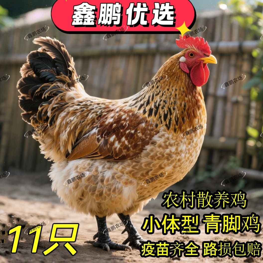 半斤左右红瑶宠物鸡青腿黑脚鸡土鸡散养11只公母搭配发货L