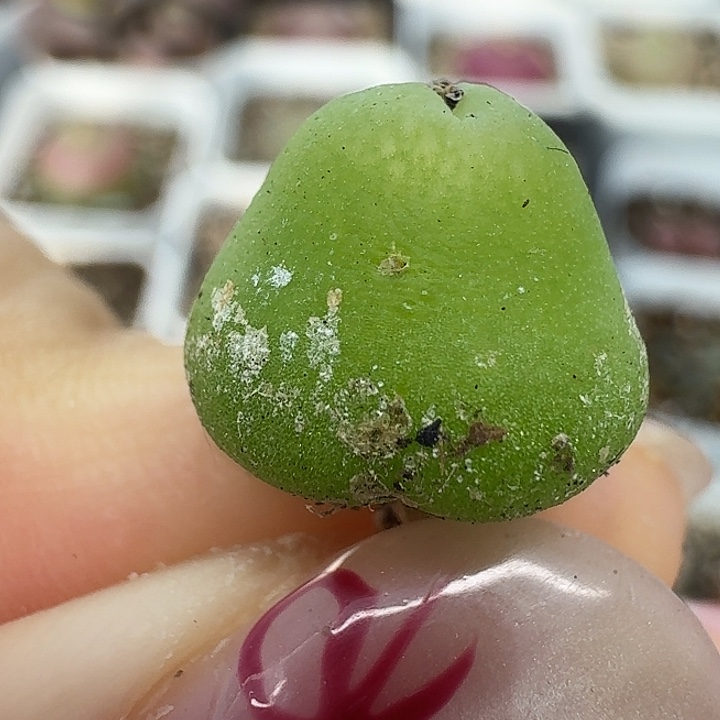 老马生石花大葫芦2108