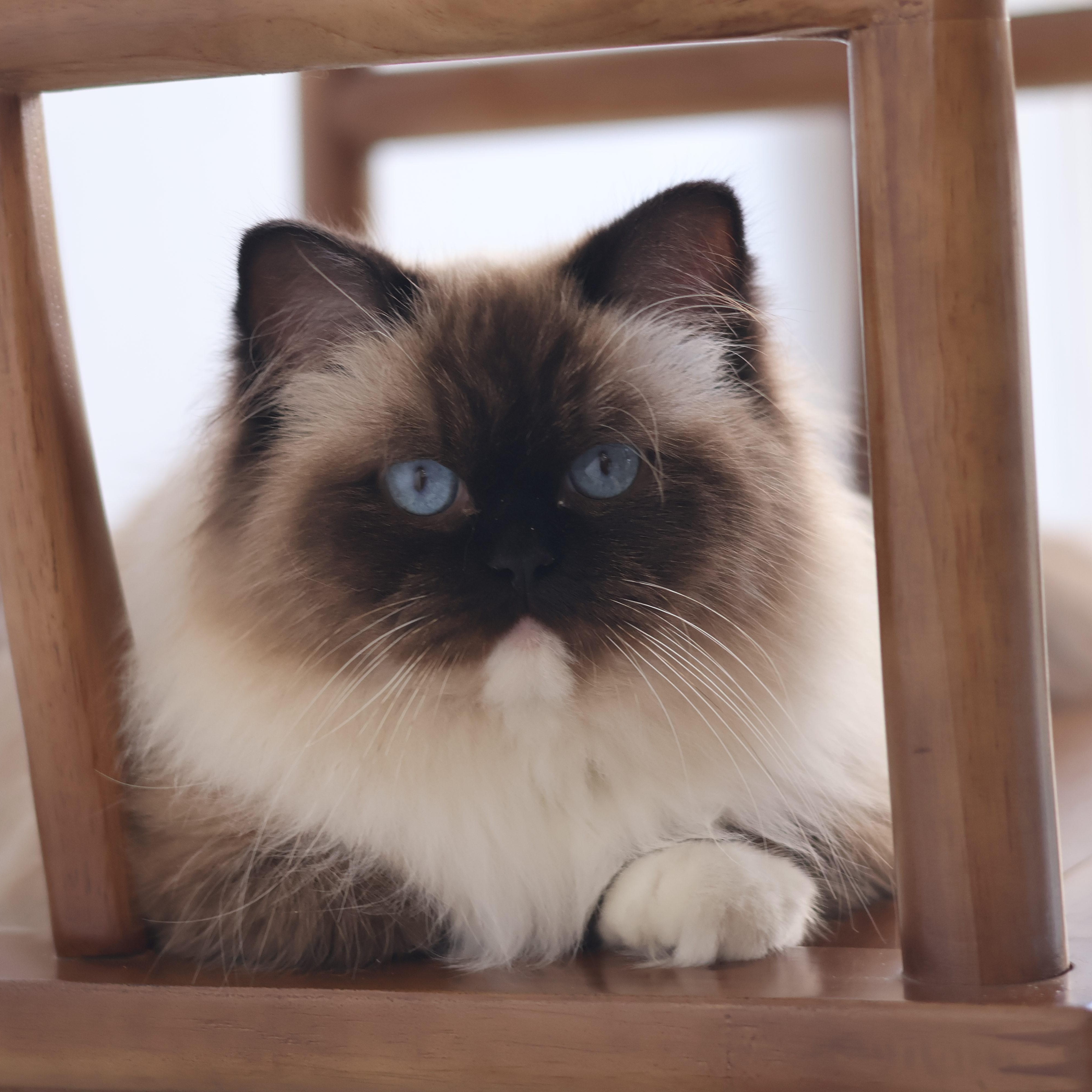 布偶猫宠物猫幼崽