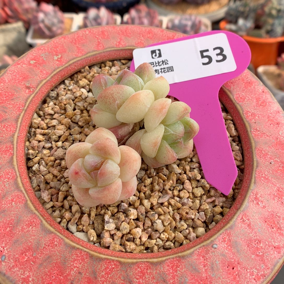 53 奶油冰玉多肉多肉