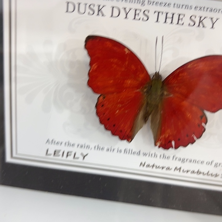 皮***麻蝴蝶标本定制549@