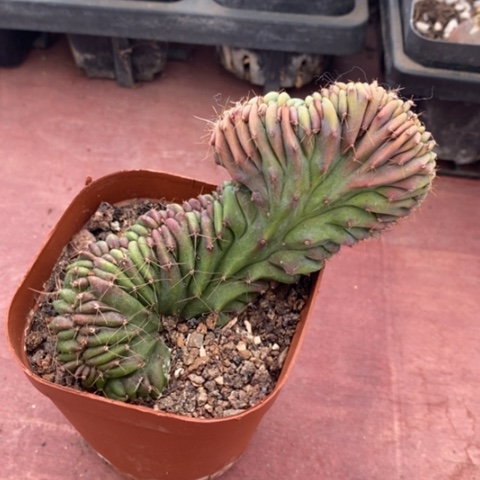 缀化单头9仙人球