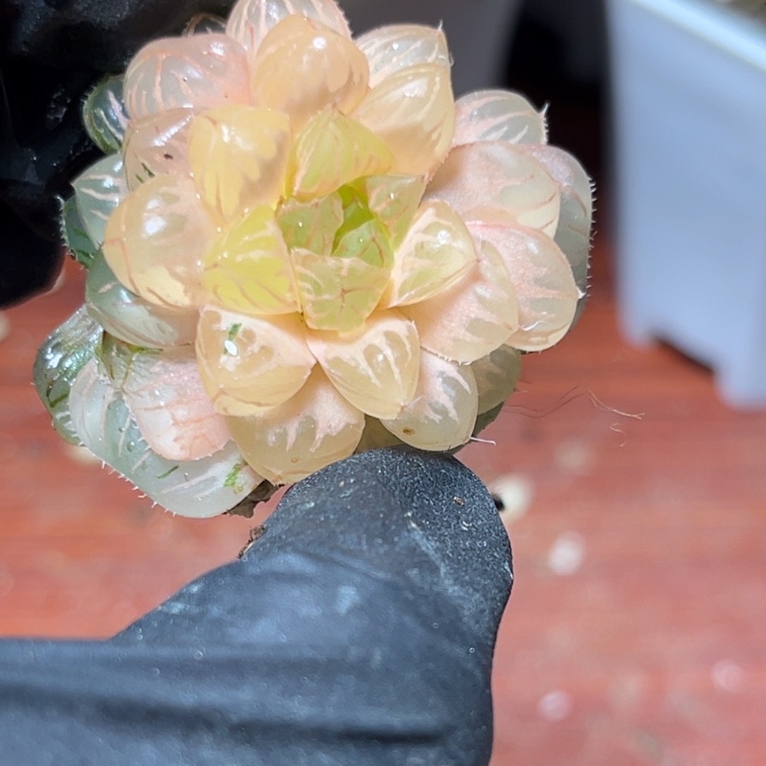 恭喜发财大吉大利556