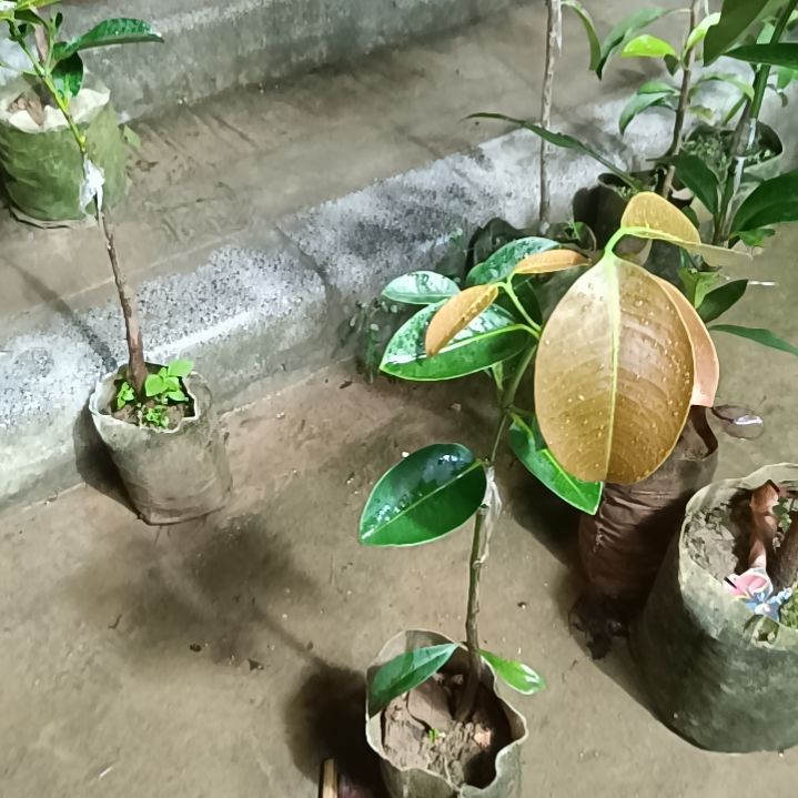 墨西哥山竹一物一拍原盆原土发货