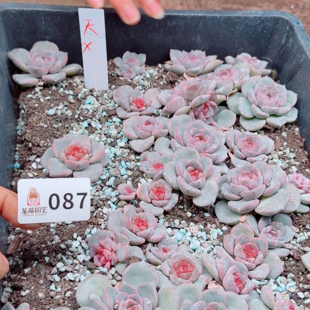 芽***呀多肉植物多肉植物