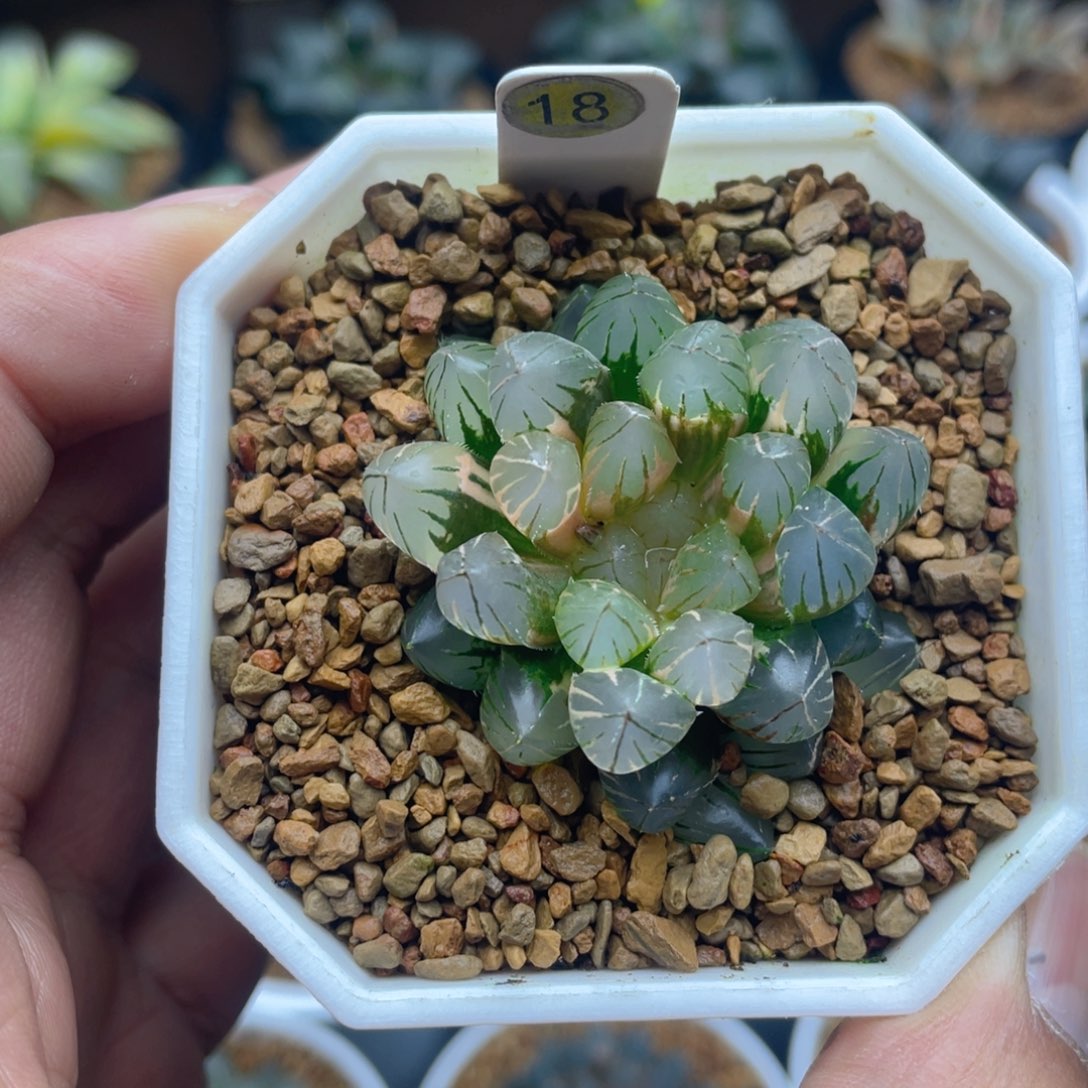 霓虹灯玉露锦级上斑锦