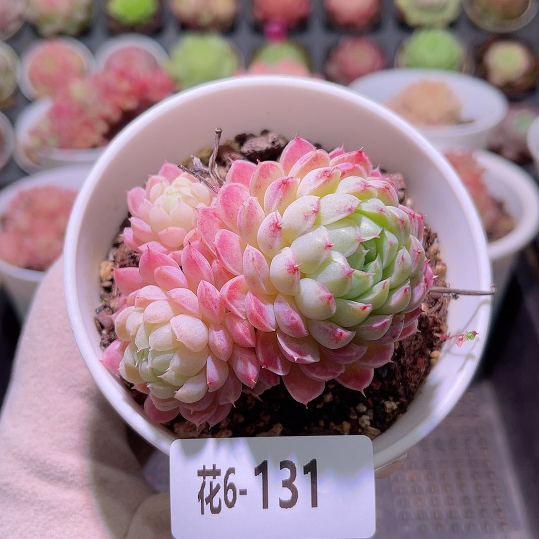 花利美6-131羊脂球