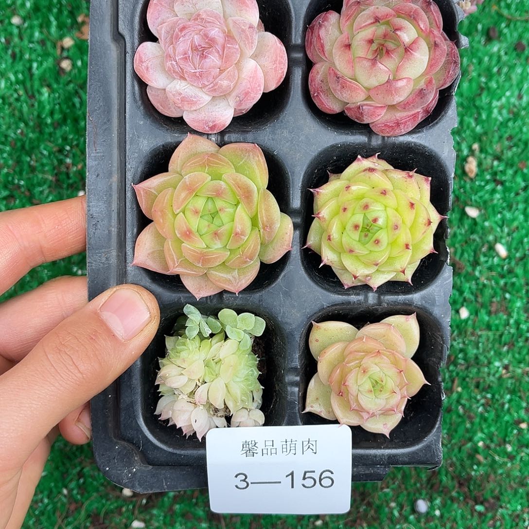 多肉植物一物一拍3-156