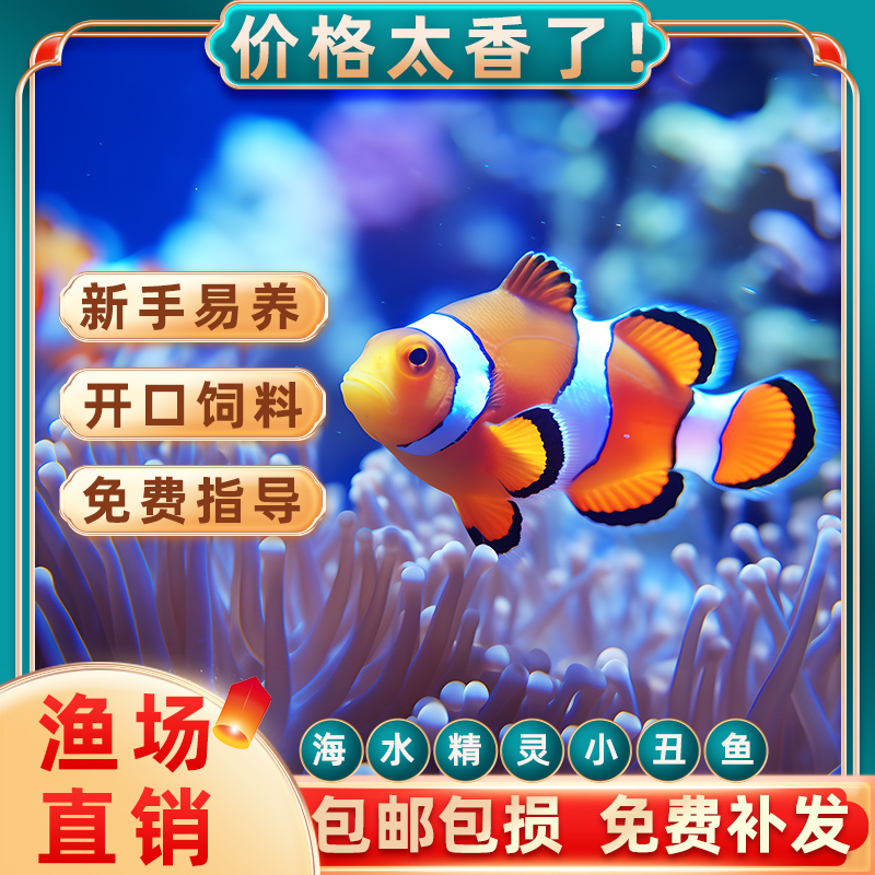 人工饲养公子小丑鱼海水观赏鱼尼莫毕加索奥黑熊猫活鱼