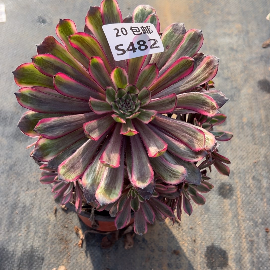 482紫霞，满20包邮嘟叮熊