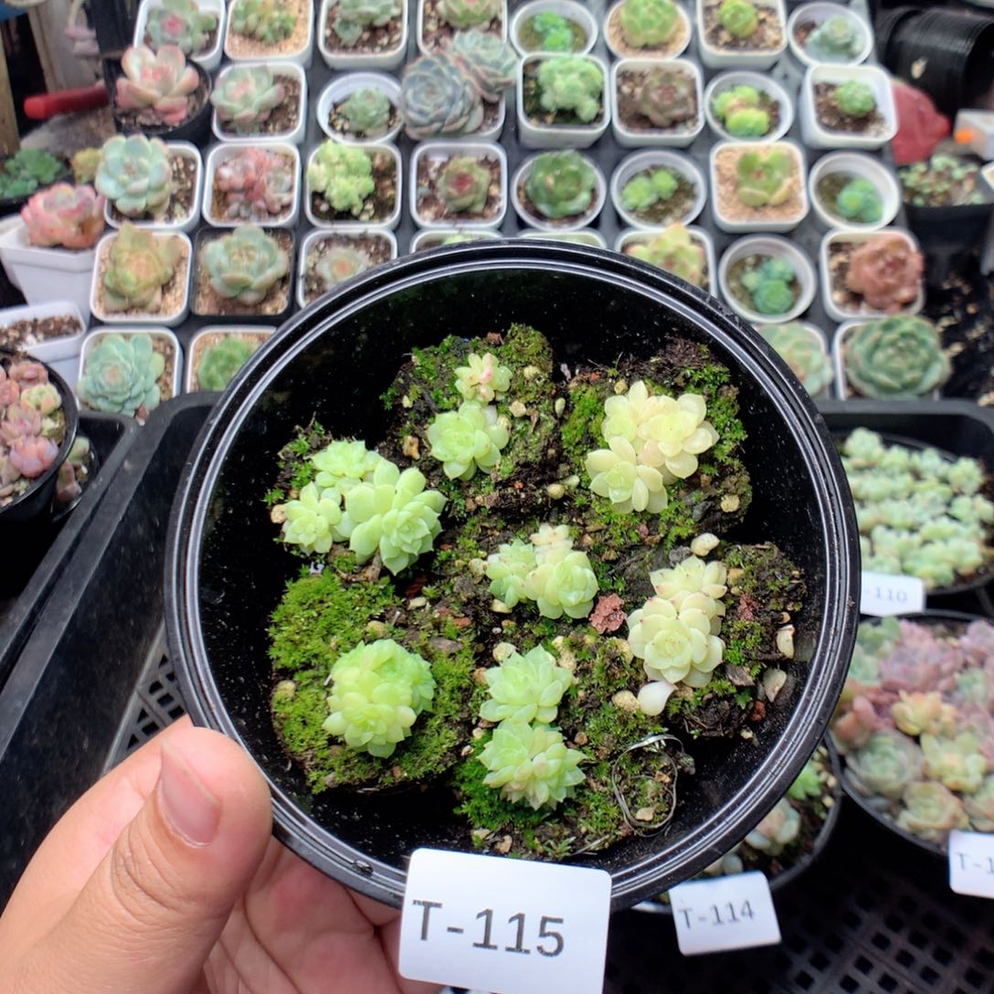 无花朵T115英语英语