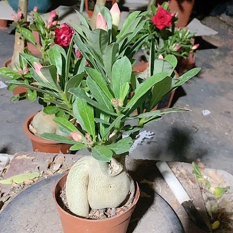 【闪购商品】无花朵随*歌