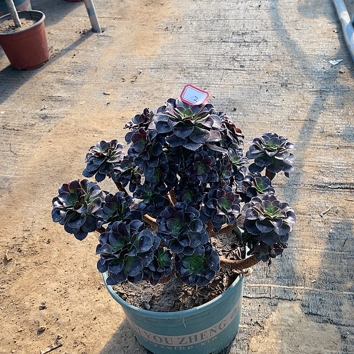 3，欧子玫瑰多肉法师