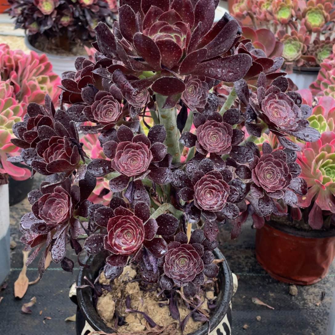 233圆叶红玫瑰精品法师多肉