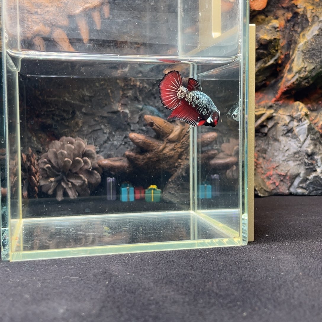 斗鱼十二月十日竞价