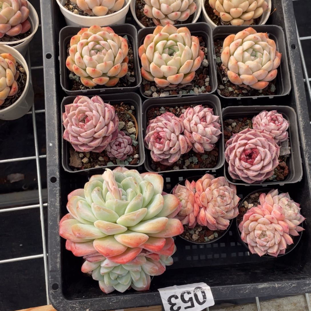 多肉植物十二个精品组053