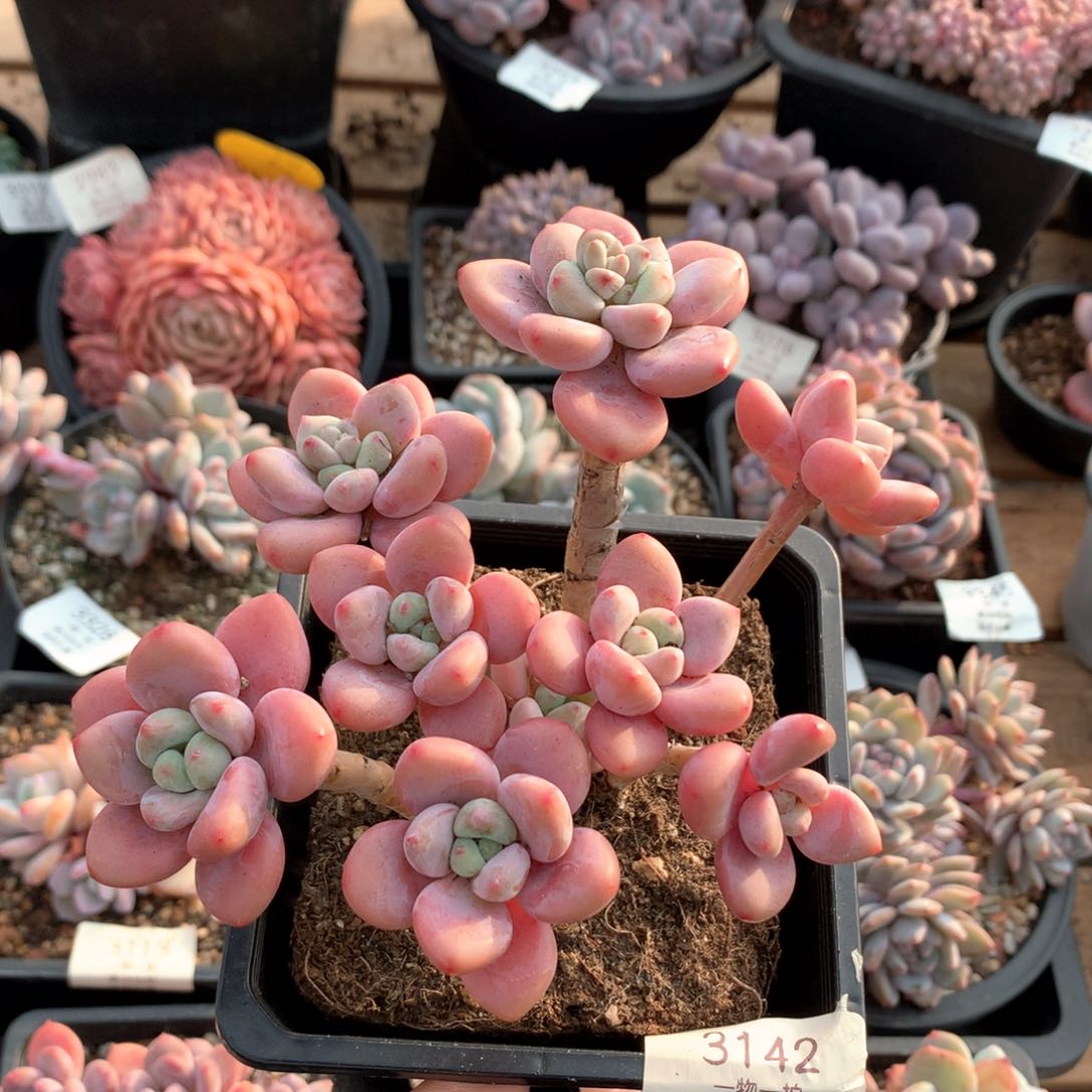 14厘米九头香水洛神多肉3142