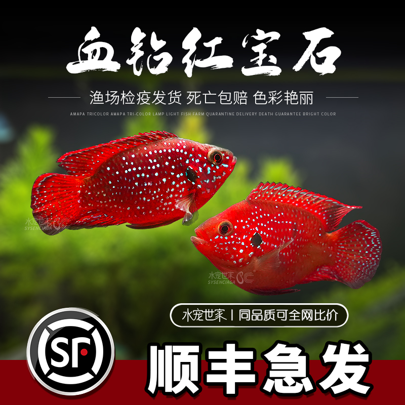 【直播优惠】血钻红宝石热带观赏鱼三湖慈鲷球形鱼短鲷鱼活体