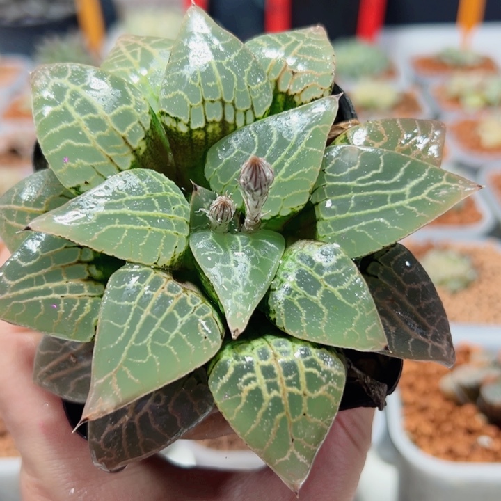 十二卷多肉康平101