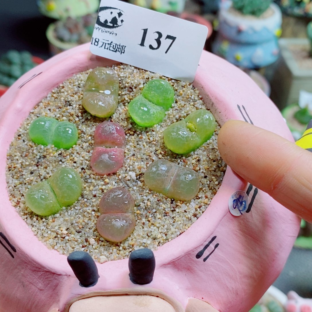 生石花花花花花花花137