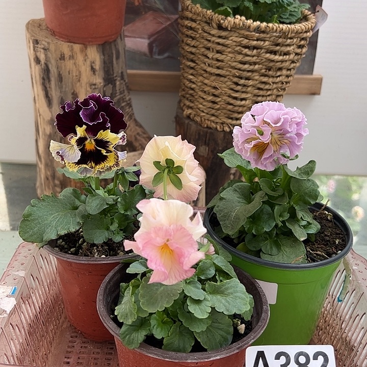 完全开放角堇A382一组