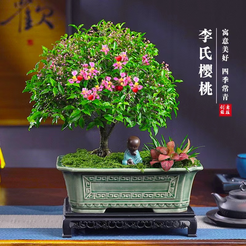 老桩李氏樱桃盆栽开花摆件花卉净化空气四季常青盆景植物桌面绿植