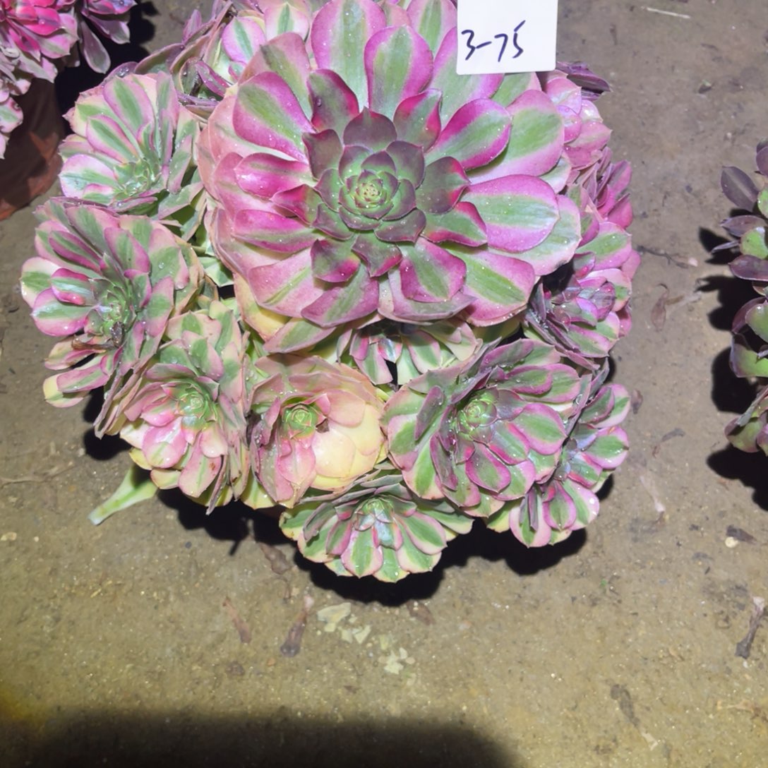 12-3-75雨荷法师锦