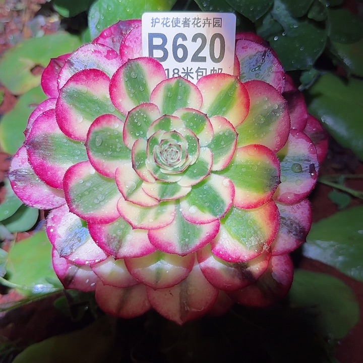 多肉法师荔枝朵朵