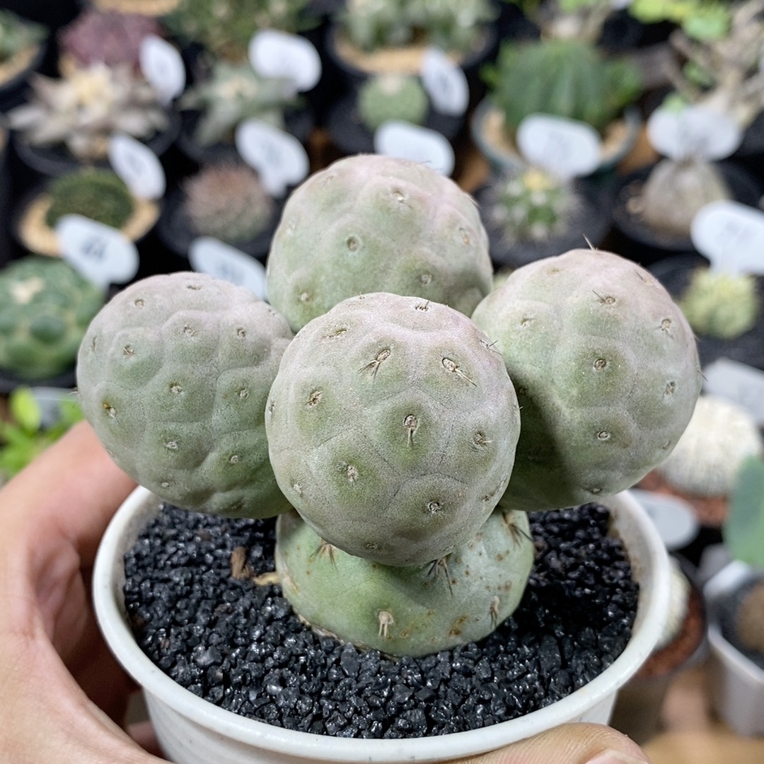 220号群生习志野仙人球9cm