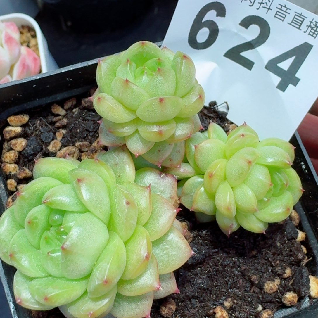 灯泡珍妮群生         精品多肉