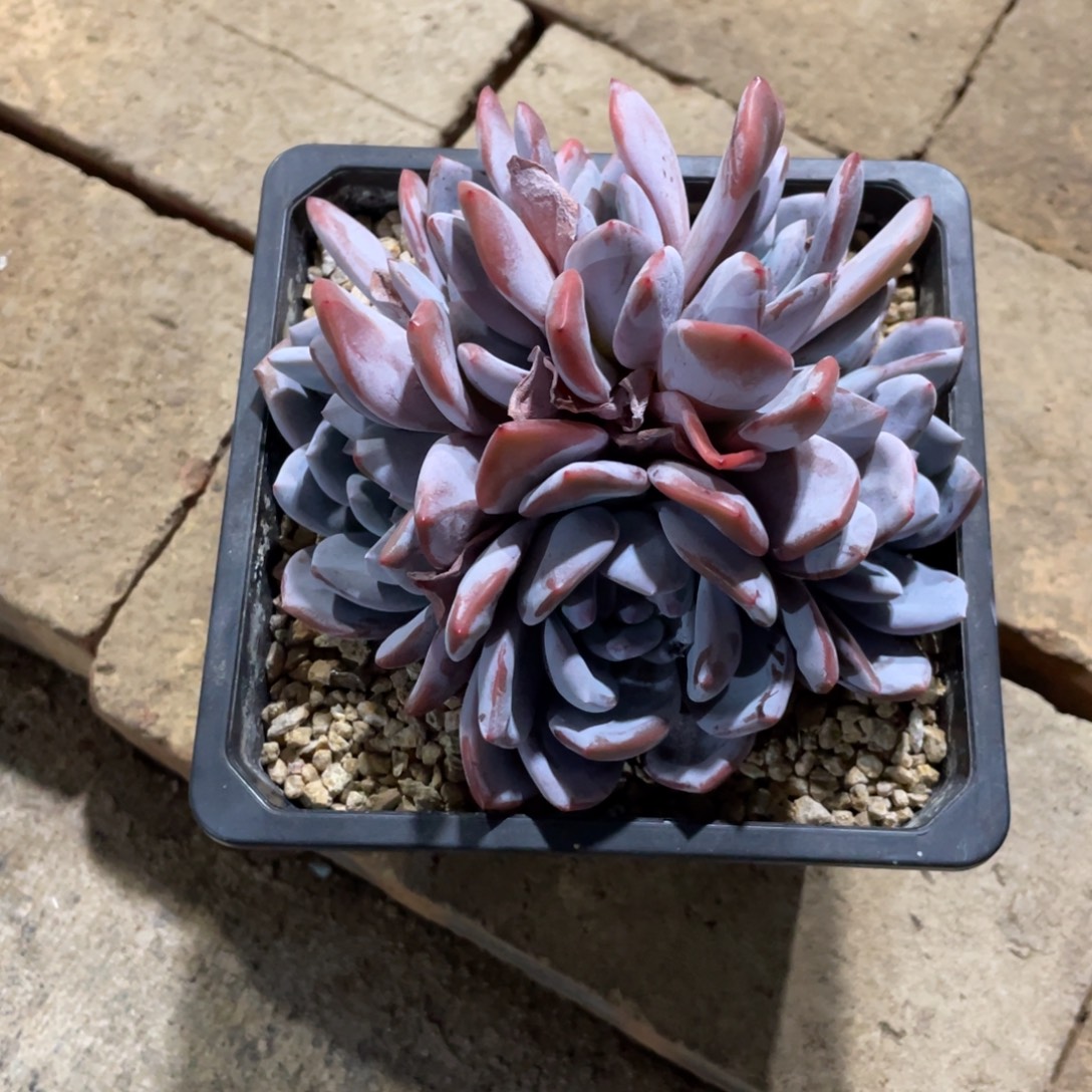 一物一拍中通快递